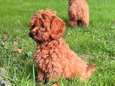 Cockapoo Puppies🐶 in Wicklow