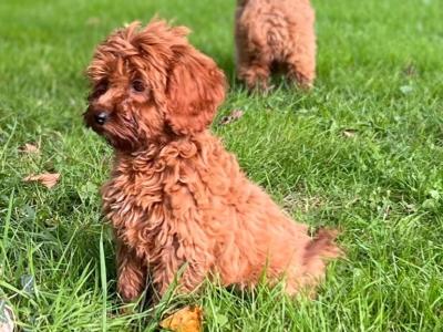Cockapoo puppies 🐶 in Wicklow