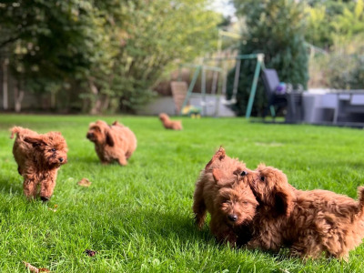 Cockapoo Puppies🐶 in Wicklow