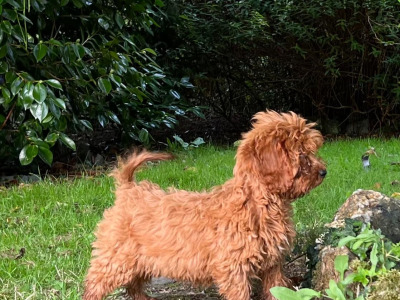 Cockapoo Puppies🐶 in Wicklow