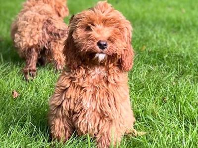 Cockapoo puppies 🐶 in Wicklow