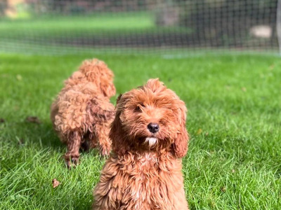 Cockapoo Puppies🐶 in Wicklow