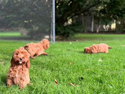 Cockapoo Puppies🐶 in Wicklow