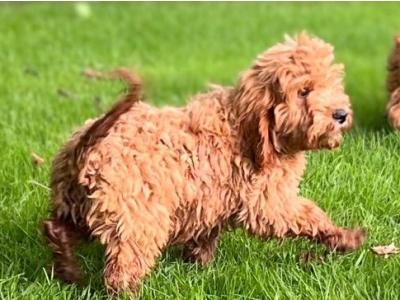 Cockapoo puppies 🐶 in Wicklow