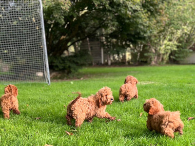 Cockapoo Puppies🐶 in Wicklow