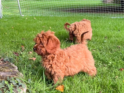 Cockapoo Puppies🐶 in Wicklow