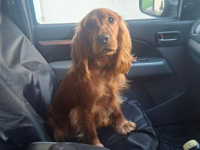 Teddy is a male Cocker Spaniel puppy 11 months old in Limerick