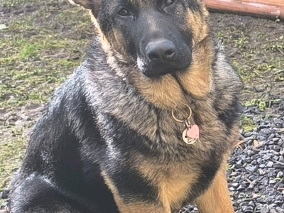 Beautiful IKC REG. German Shepherds for sale