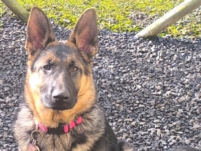 **** UPDATE: PROVISIONALLY SOLD **** - - - Beautiful IKC Registered German Shepherd Females .
