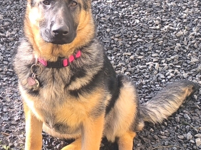 Beautiful IKC REG. German Shepherds for sale