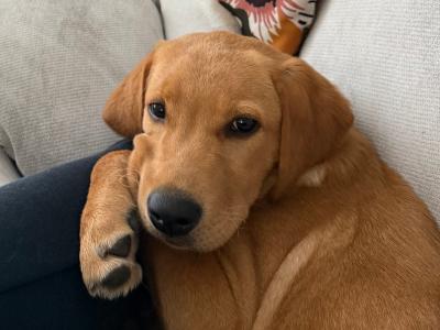 Marley is a male Golden Labrador puppy 4 months old in Meath