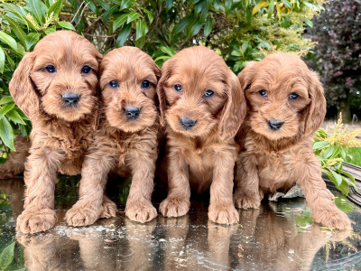 Adorable Cockapoo puppies in Cavan