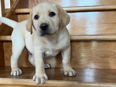 🐾 2 Labrador puppies in Offaly 🐾