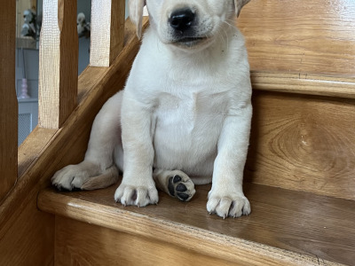 🐾 2 Labrador puppies in Offaly 🐾