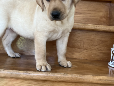 🐾 2 Labrador puppies in Offaly 🐾