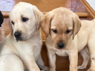 🐾 2 Labrador puppies in Offaly 🐾