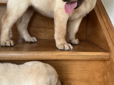 🐾 2 Labrador puppies in Offaly 🐾