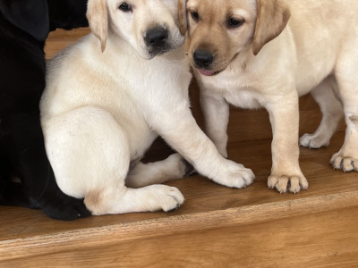 🐾 2 Labrador puppies in Offaly 🐾