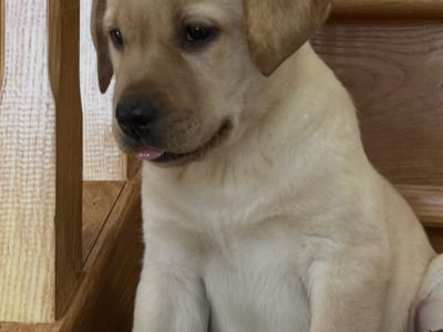 🐾 2 Labrador puppies in Offaly 🐾