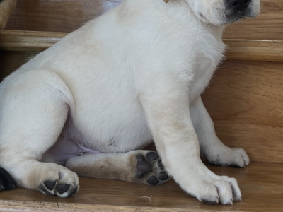 🐾 2 Labrador puppies in Offaly 🐾