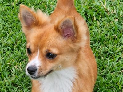 Buddy is a male Chihuahua 13 months old for sale in Wexford