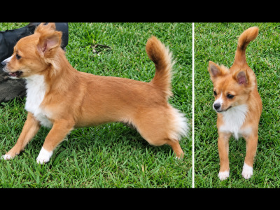 Male Chihuahua for sale