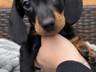 Kaninchen Dachshund puppies in Tipperary
