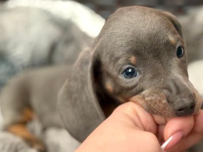 Kaninchen Dachshund puppies in Tipperary