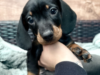 Kaninchen Dachshund puppies in Tipperary