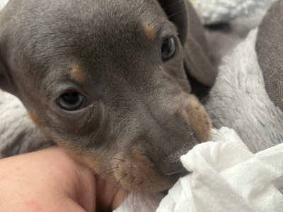Kaninchen Dachshund puppies in Tipperary