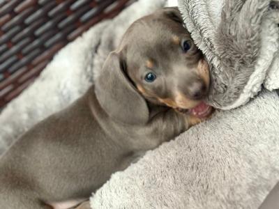 Kaninchen Dachshund puppies in Tipperary