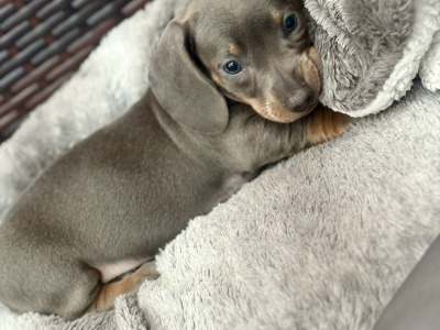 Kaninchen Dachshund puppies in Tipperary