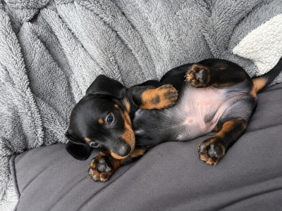 Kaninchen Dachshund puppies in Tipperary