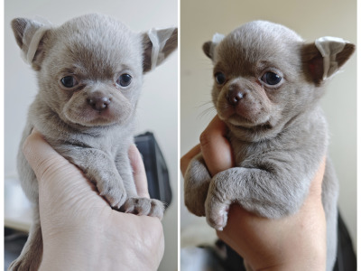Purebred Chihuahua puppies in Dublin