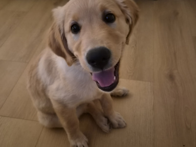 Beautiful male Golden Retriever puppy in Dublin - 3 months old