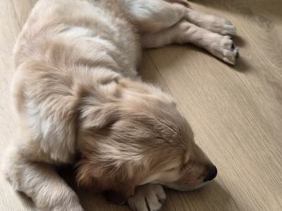 Beautiful male Golden Retriever puppy in Dublin - 3 months old