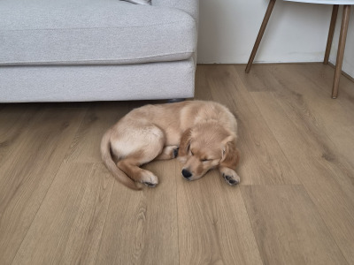 Beautiful male Golden Retriever puppy in Dublin - 3 months old