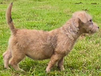 IKC Registered Irish Glen of Imaal Terrier puppies in Cork  €2000
