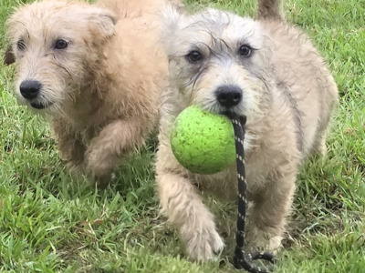 IKC Registered Irish Glen of Imaal Terrier puppies in Cork  €2000