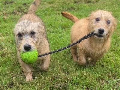 IKC Registered Irish Glen of Imaal Terrier puppies in Cork  €2000