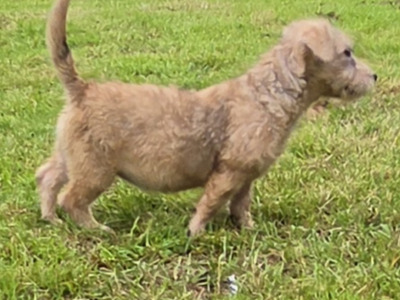 IKC Registered Irish Glen of Imaal Terrier puppies in Cork  €2000