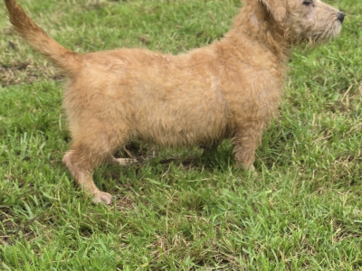 IKC Registered Irish Glen of Imaal Terrier puppies in Cork  €2000