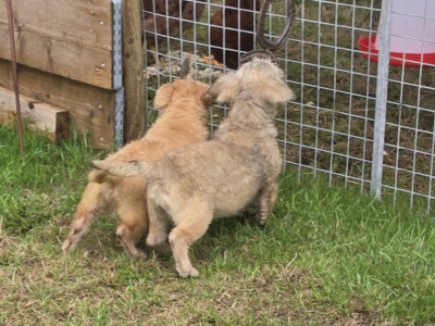 IKC Registered Irish Glen of Imaal Terrier puppies in Cork  €2000