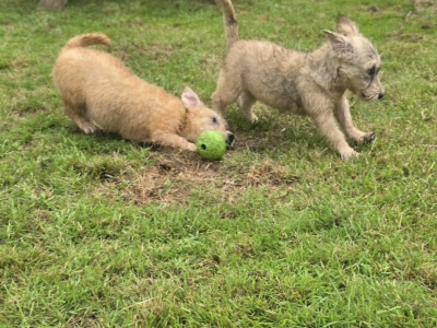 IKC Registered Irish Glen of Imaal Terrier puppies in Cork  €2000