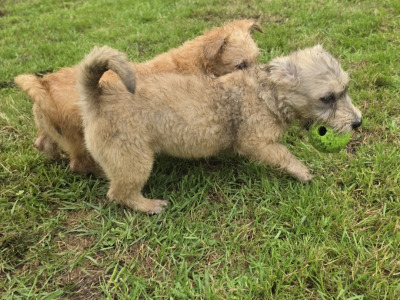 IKC Registered Irish Glen of Imaal Terrier puppies in Cork  €2000