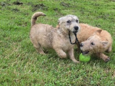 IKC Registered Irish Glen of Imaal Terrier puppies in Cork  €2000