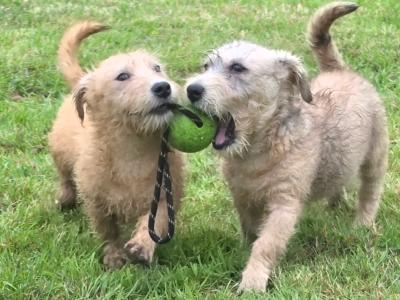 IKC Registered Irish Glen of Imaal Terrier puppies in Cork  €2000