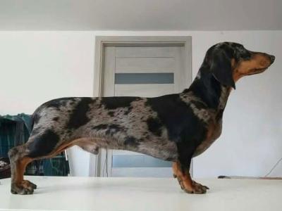 IKC Registered Miniature Dachshund puppies in Westmeath