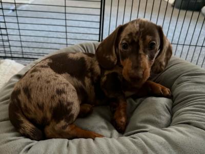 IKC Registered Miniature Dachshund puppies in Westmeath