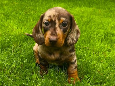 IKC Registered Miniature Dachshund puppies in Westmeath